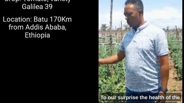 Bio.SoilZ Ethiopia -Tomato (Galilea 39) Field Trials from March-May2023 смотреть онлайн