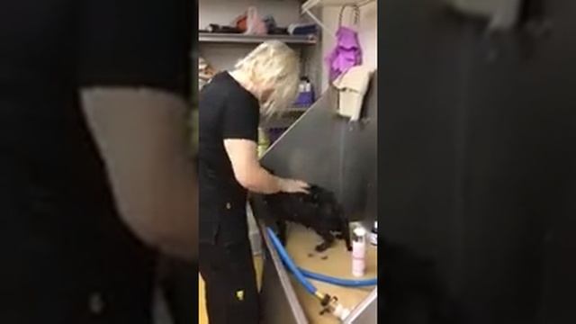 Обезжиривающий шампунь для кошек Exfoliating Shampoo смотреть онлайн