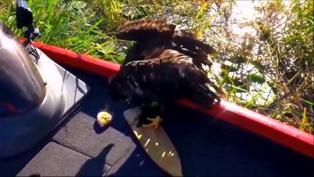 Рыбаки заметили как ЧТО ТО на большой скорости упало в воду! Подплыв ближе они решили действовать! смотреть онлайн