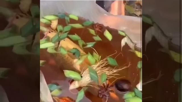 Супер кухня А вы знали, что суп можно варить в полиэтиленовом пакете?? смотреть онлайн