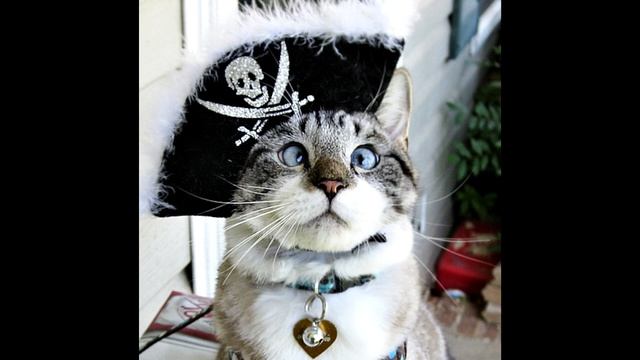 самые красивые кошки в мире смотреть онлайн