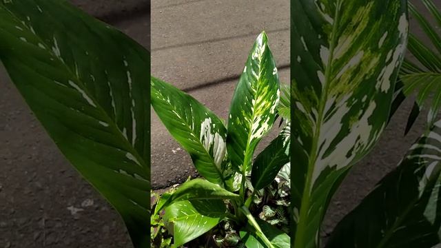 Dieffenbachia amoena смотреть онлайн