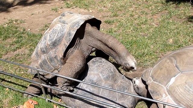 Черепашья сила