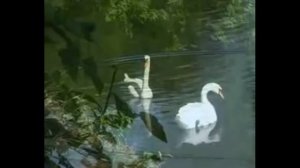 Н. Заболоцкий "Лебедь в зоопарке"