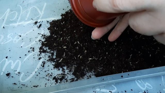 Клубневая бегония. Второй этап проращивая клубня. смотреть онлайн