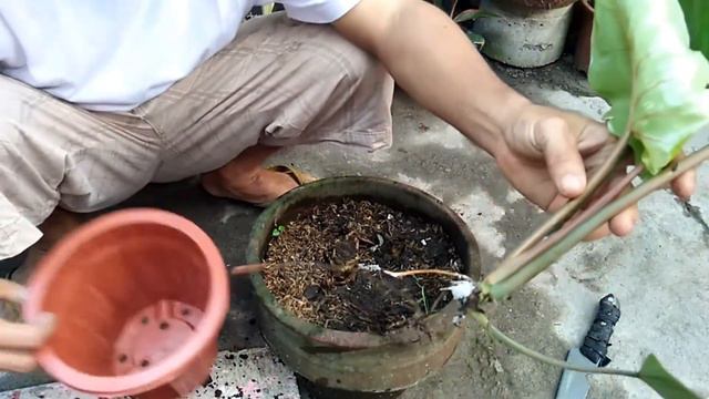Philodendron Jungle Fever ( UPDATES ) How to Plant care and Guide смотреть онлайн
