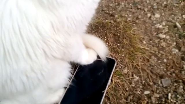 Тайная жизнь кошки Лизы 2-Лиза нашла телефон смотреть онлайн