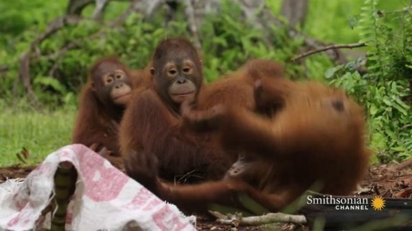 Orangutans Need to Learn to Fear Snakes