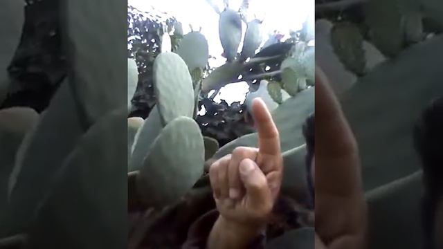 "Nopales"(Spanish), Cactus & Gold & FTB смотреть онлайн