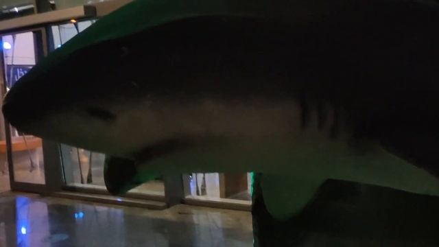 Visiting Al Khan Beach , Sharjah And Sharjah Aquarium . #AlKhanbeach #Sharjah