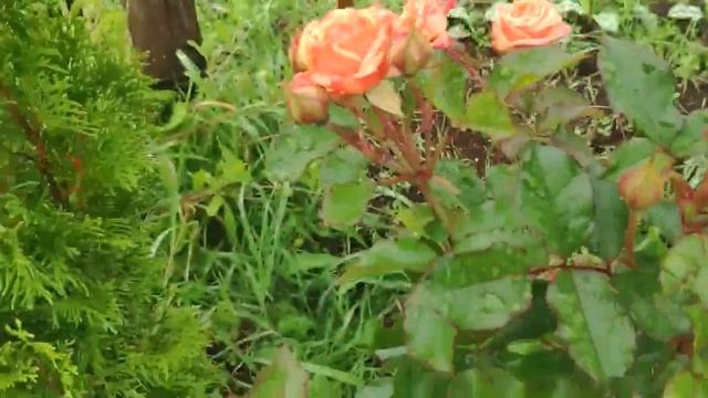 Невероятные осенние скидки в садовом центре Дарвин, покупка и посадка растений на даче смотреть онлайн