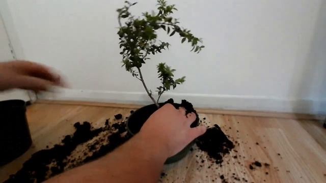 Domowy Bonsai z Bukszpanu (Buxus sempervirens) смотреть онлайн