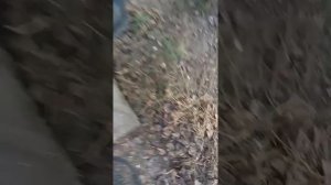 Как на тракторе МТЗ качать колёса через ресивер.