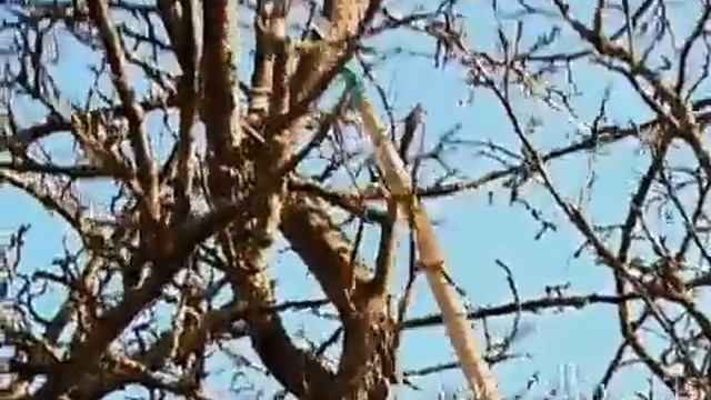 Омоложение и обрезка старых деревьев Автор Николай Рабушко. © смотреть онлайн