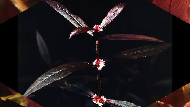 Alternanthera Spp. / Популярные альтернантеры HD