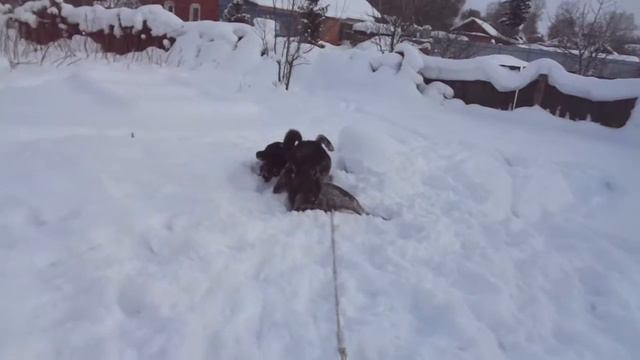 Собакевичи смотреть онлайн