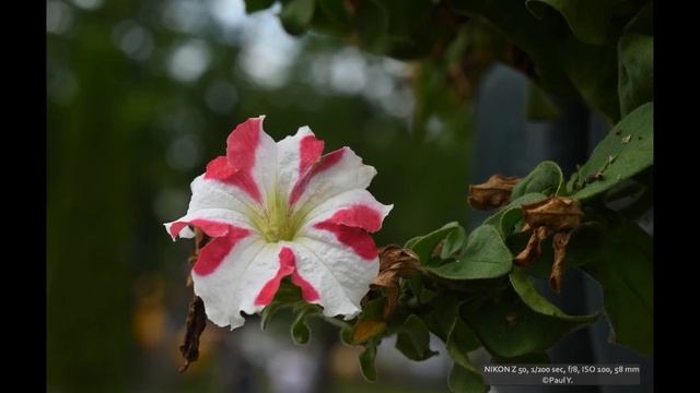 Voigtlander Nokton 58mm F1.4 SL II S Nikon смотреть онлайн