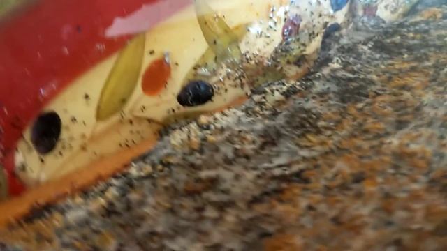 восковая моль сама развелась смотреть онлайн