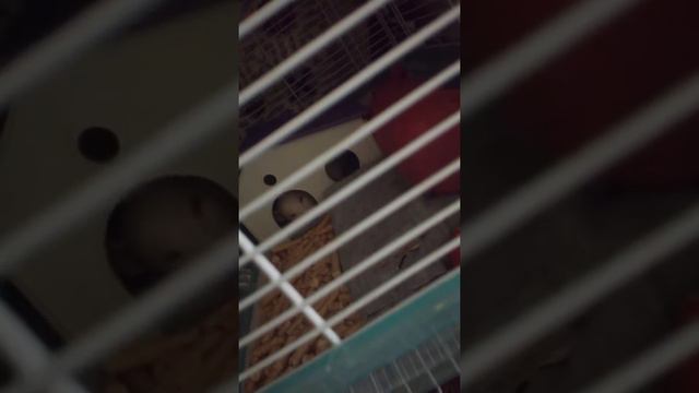 крыса дышит с хрипами смотреть онлайн
