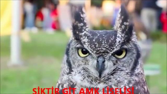 Siktir Git Amk Liselisi смотреть онлайн