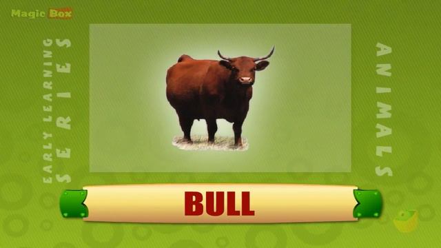 Bull - Animals - Pre School - Animated Educational Videos For Kids смотреть онлайн