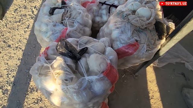 2 августа 2023 г. ТУРТКУЛЬ ДЕХКОН БОЗОРИ смотреть онлайн