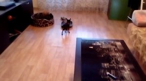 Той терьер.  Приучение к лотку