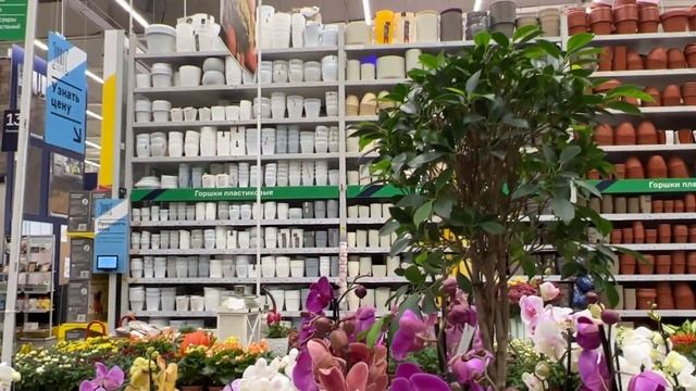 В Бауцентр привезли орхидеи. смотреть онлайн