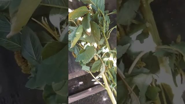 Рисование Комиксов и Графических Романов