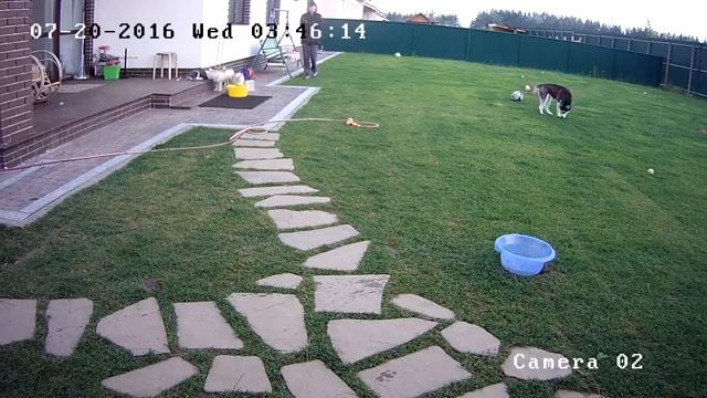 Хаски Онлайн (Альва и её семь щенков). Husky online (Камера на улице). смотреть онлайн
