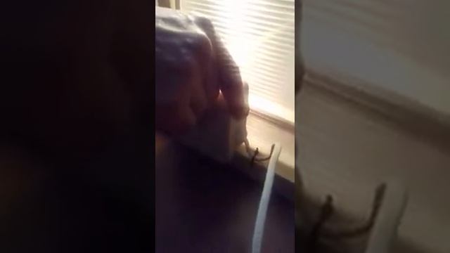Брудер для цыплят и перепелов смотреть онлайн