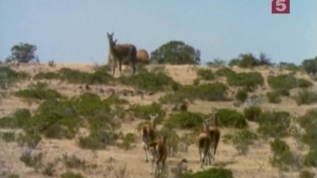 Патаго смотреть онлайн