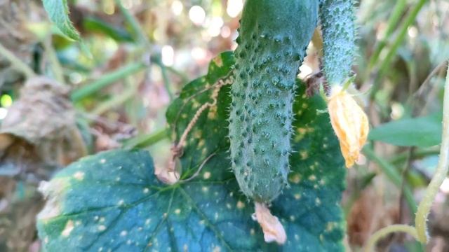 Что делать если огурцы начинают скручиваться? смотреть онлайн