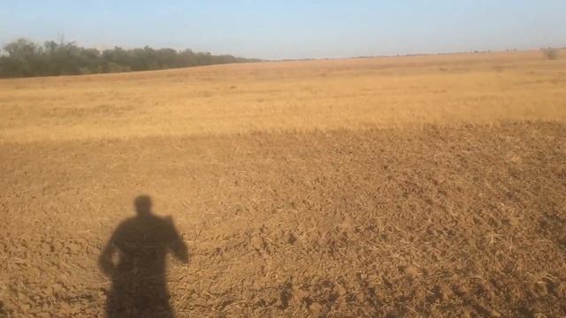 Как бороться с сорняками? Предшественник для пшеницы, овёс! смотреть онлайн