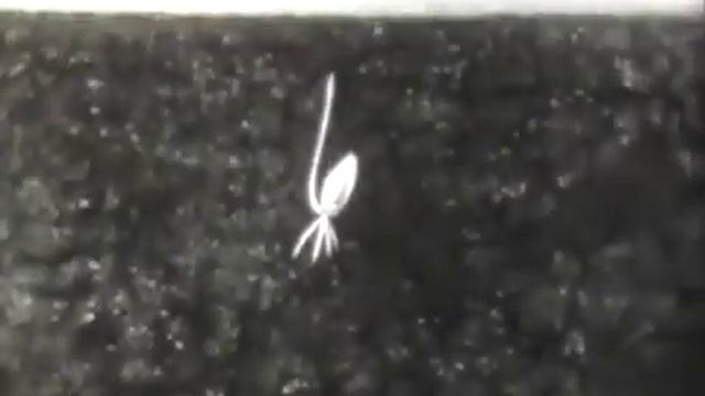 Корни стержневые и мочковатые смотреть онлайн