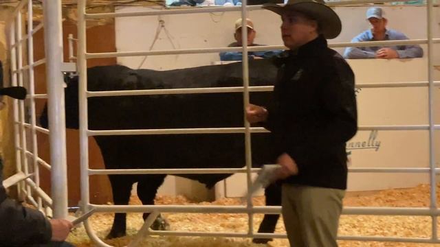 Montana Black Angus Bull Sale