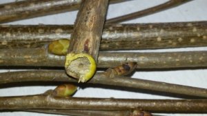 Орешник лещина как укоренить черенки зимой для посадки.Орешник лещина как размножить в домашних