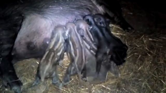 Первый раз принял роды у свиньи! Всё получилось! смотреть онлайн