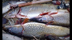 Рыбалка на щуку. Разведка по щучьим ямам. Бешеный клёв. Рыбалка с ночёвкой.