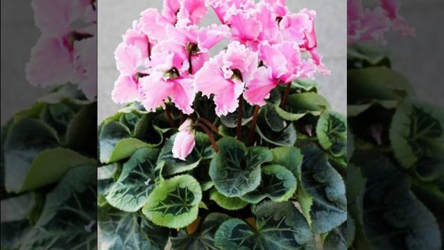 41 Cyclamen Plant Varieties with Names | Florist's Plant Varieties | Plant and Planting смотреть онлайн