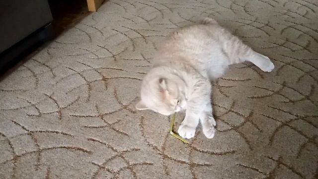 Кот! Кот и трубочка для коктейля! смотреть онлайн
