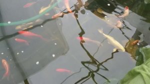 Посадка комет на нерест.