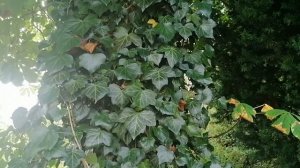 Плющ вечно зелёная лиана