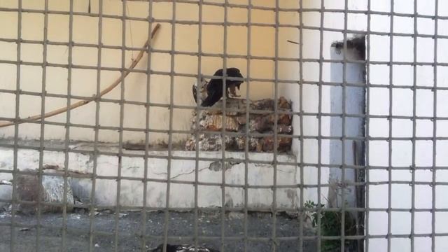 Бородач(Ереванский зоопарк) смотреть онлайн