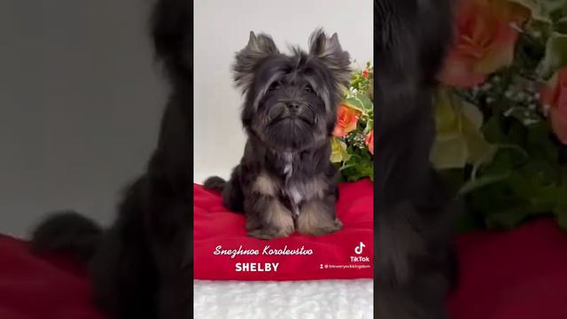 #йорки #йоркширскийтерьер #бивер #купитьйорка #собаки