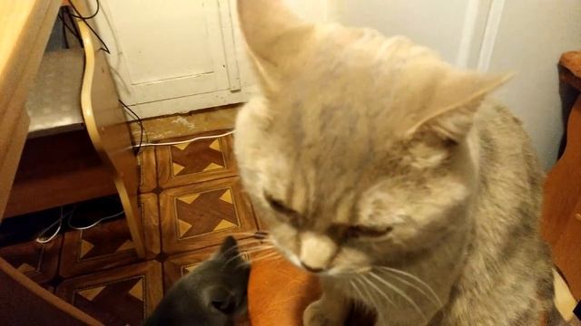 Кот говорит по русски _ Кот разговаривает