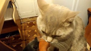 Кот говорит по русски _ Кот разговаривает