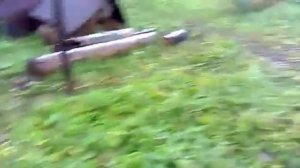 Как вырастить виноград на Урале