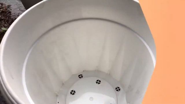 Vlog Salin Pasu Pokok Keladi Gajah смотреть онлайн