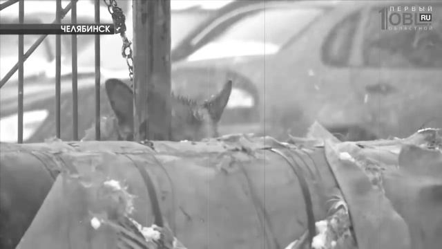 Яша Боярский / ГЛАЗА СОБАКИ, слова и музыка Яша Боярский смотреть онлайн